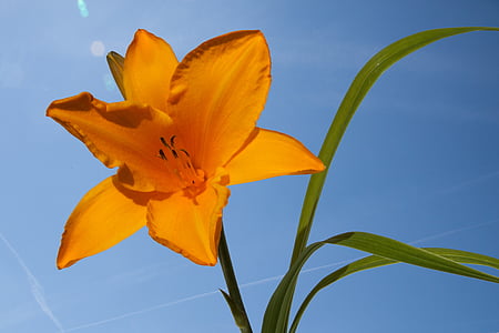 closeup photo of yellow petaled flower thumbnail