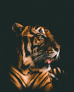 bengal tiger thumbnail