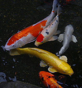 koi fishes thumbnail