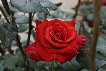 red rose in macro shot photography thumbnail