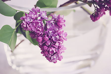 photo of purple petaled flower thumbnail