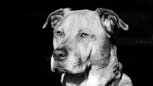 gray dog thumbnail