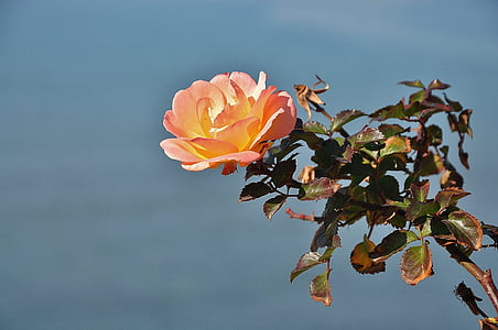 photo of pink petaled flowers thumbnail