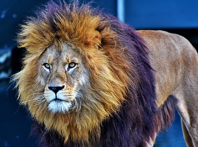 brown lion on focus phoot thumbnail