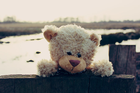 white Bear plush toy thumbnail