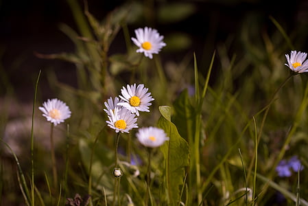 daisy flower growing near green grass thumbnail