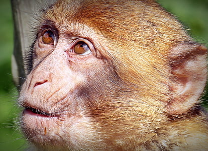 close-up photo of brown monkey thumbnail