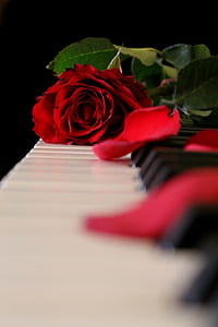 red rose in piano keyboard thumbnail