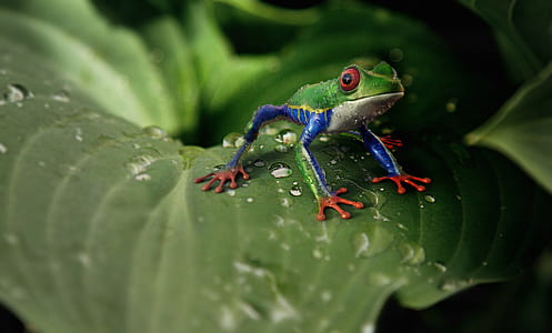 macro shot photography of green frog on top of green leaf thumbnail