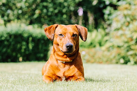 Selective Focus Photo of Red Dog on Grass Field thumbnail