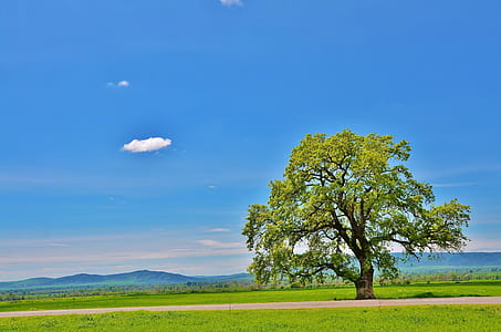 photo of green leaf tree on open field during daytime thumbnail