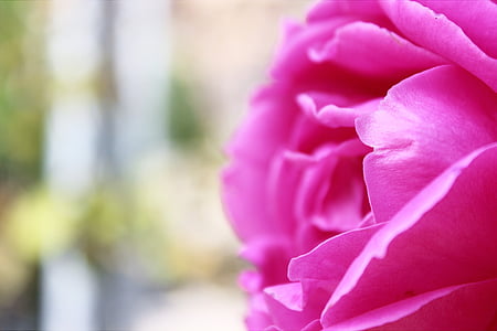 pink rose thumbnail