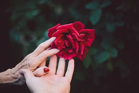 person touching red rose flower thumbnail
