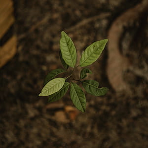 Close Up Photo of Green Seedling thumbnail