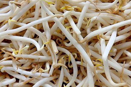 bunch of seed sprouts thumbnail