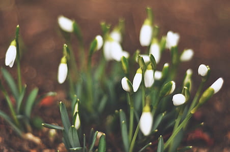 white petaled flower thumbnail