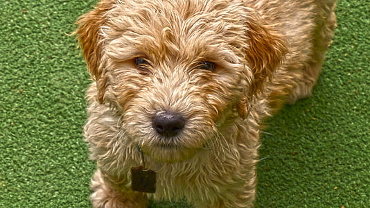 close-up photo of adult tan Norwich terrier puppy at daytime thumbnail