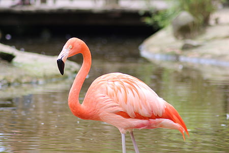 flamingo on body of water thumbnail