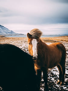 brown and white horse standing on soil thumbnail