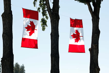 flag of Canada hanged between trees thumbnail