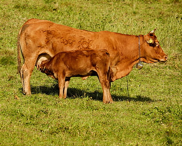 brown cattle standing on green grass field thumbnail