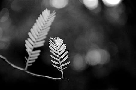 grayscale photography of leaf thumbnail