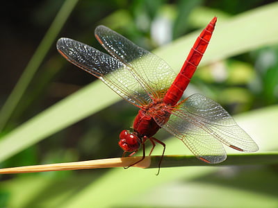 roseate dragonfly on green leaf plant thumbnail
