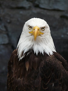 bald eagle thumbnail