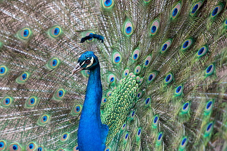blue and brown peacock thumbnail