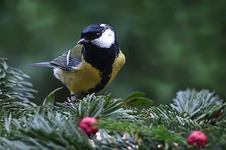 yellow, black, and white bird on top of green leaf thumbnail