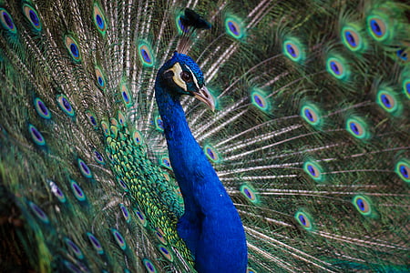 peacock in macro shot thumbnail