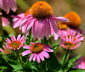 pink flowers in shallow photography thumbnail