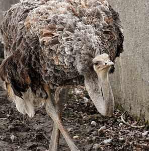 animal beside wall thumbnail
