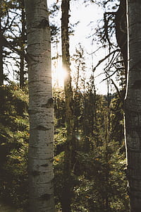 photo of birch trees thumbnail