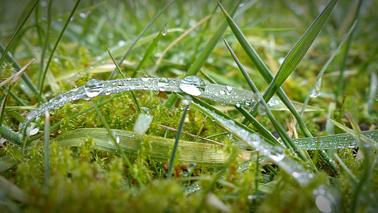 selective focus photography of water dew on grass leaves thumbnail