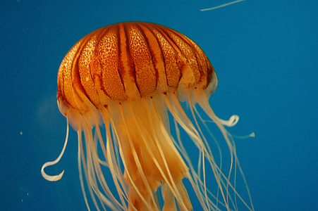 orange jelly fish thumbnail