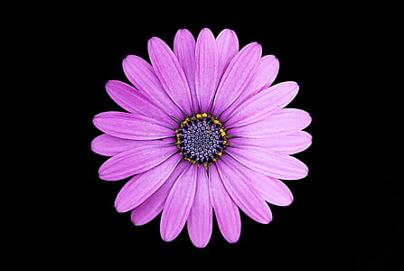 purple daisy flower thumbnail
