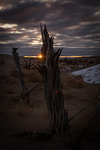 bare tree thumbnail