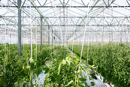 green plant under white canopy thumbnail