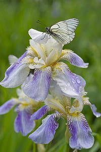selective focus of purple and white petaled flower thumbnail