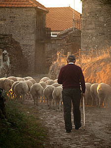 man walking behind herd of sheep thumbnail