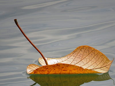 brown leaf floating on water at daytime thumbnail