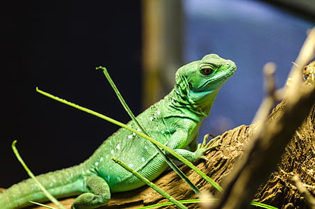 Green Lizard on Tree thumbnail