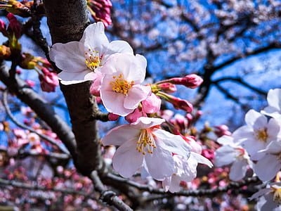 close-up photography of white petaled flowers thumbnail
