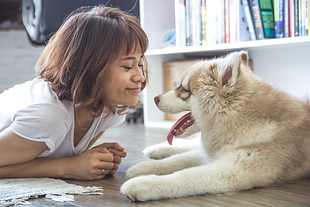 woman in front of brown and white Alaskan malamute lying on floor thumbnail