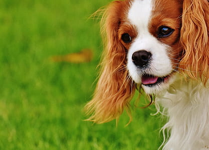 adult Cavalier King Charles spaniel on focus photo during daytime thumbnail