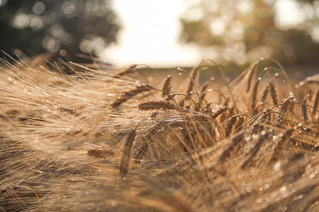bokeh photography of whart thumbnail
