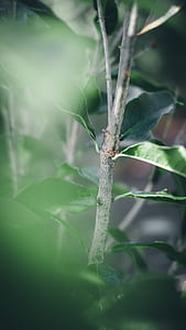 close-up photography of green leaf plant thumbnail