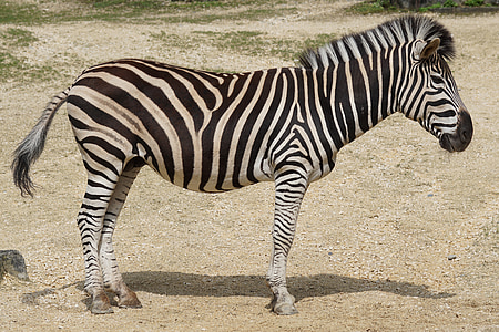 zebra standing on gray soil thumbnail