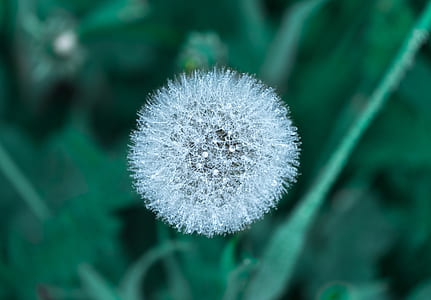 closeup photo of dandelion thumbnail